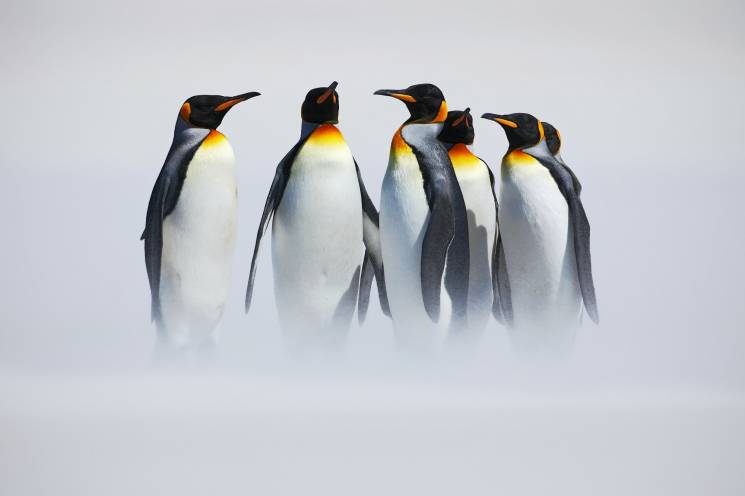 ペンギンアップデート4.0実施！Web担当者がすべきことは？